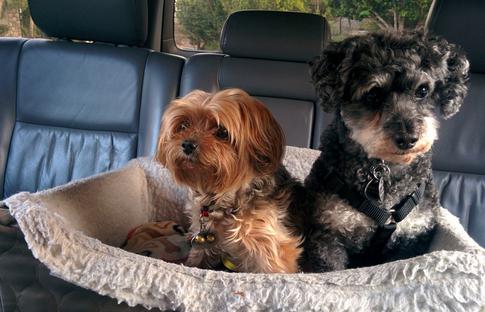 3 правила перевозки домашних питомцев, которые вы часто нарушаете