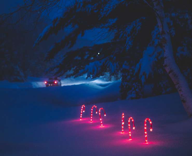 Елочку можно нарядить прямо в лесу