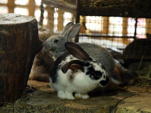 Натуральность и уют: какие интерьеры будут в тренде и принесут удачу в 2023 году
