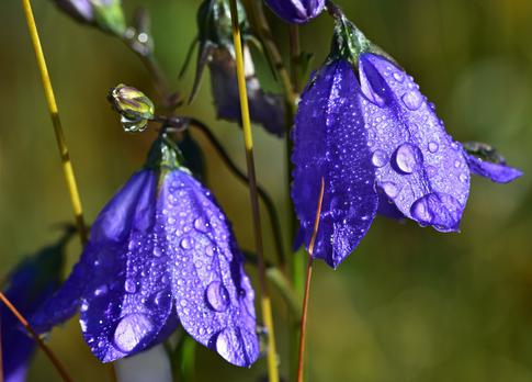 Цветы, которые портят внешний вид вашего участка — не сажайте их