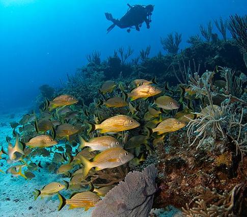 Дайвинг: развеиваем мифы